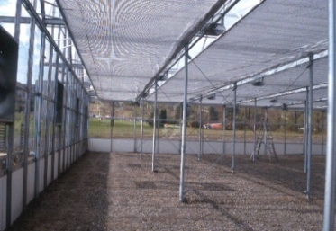 Greenhouse shade